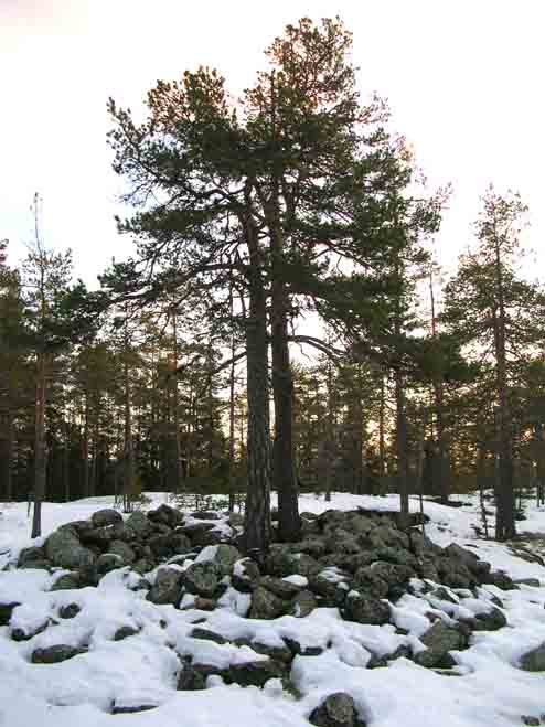 Granbergsröset